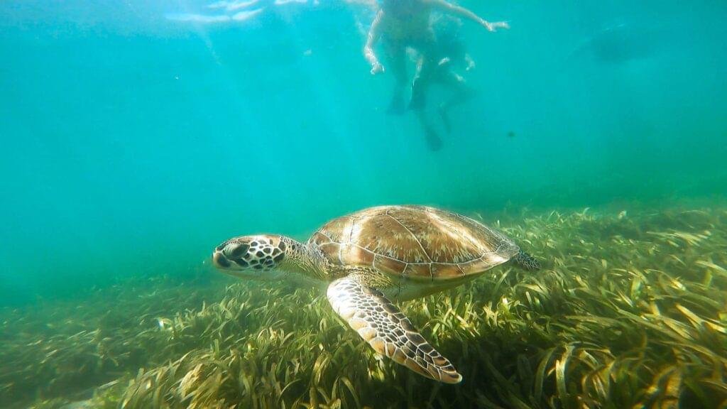 snorkel-with-turtles