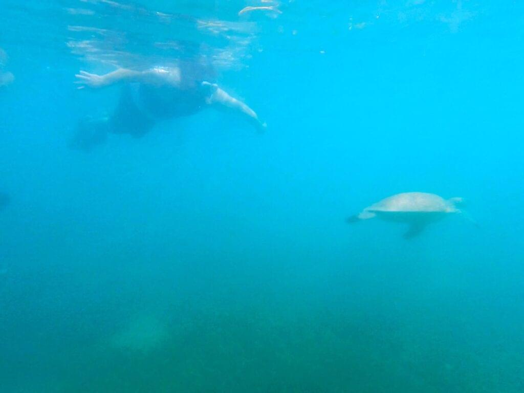 Snorkeling Paradise in Playita Del Condado, San Juan, Puerto Rico