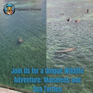 Manatees Everyday Champion Snorkeling Tours