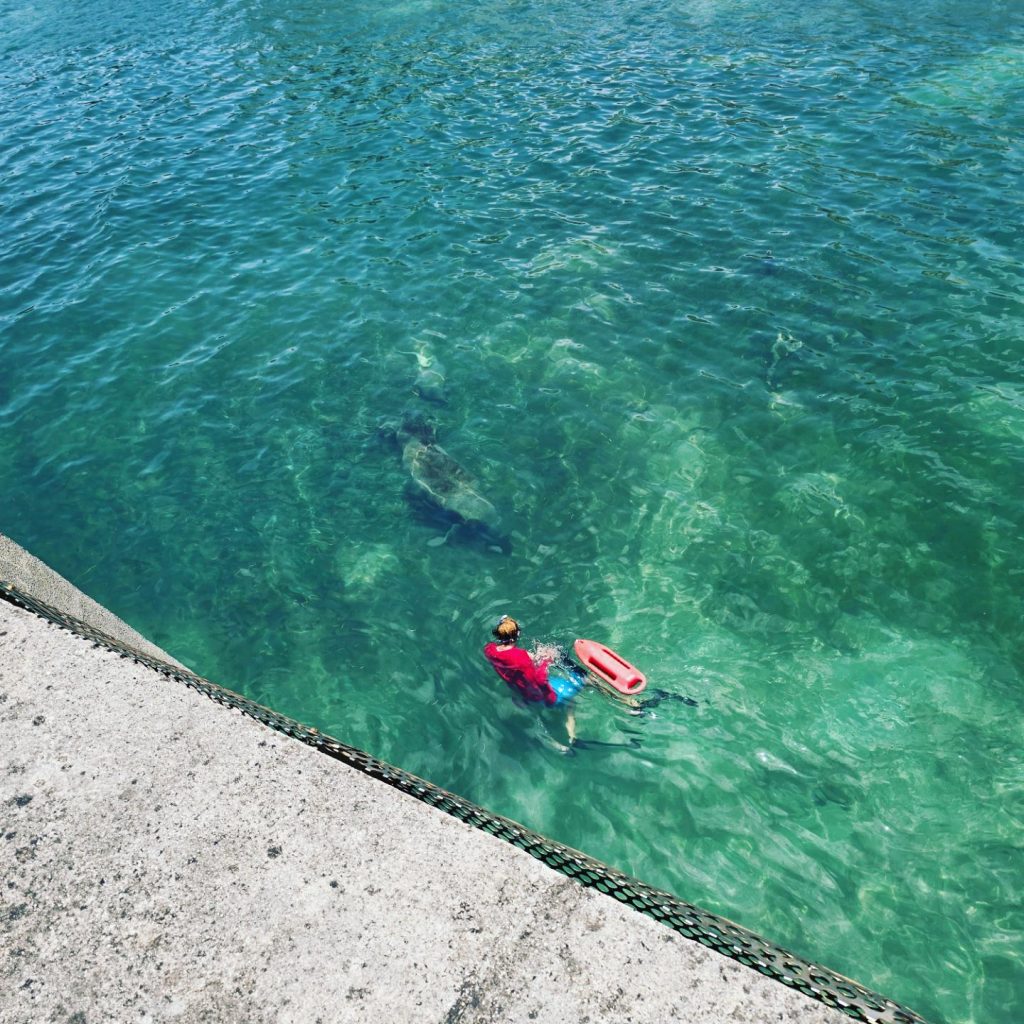 Snorkeling with Manateese