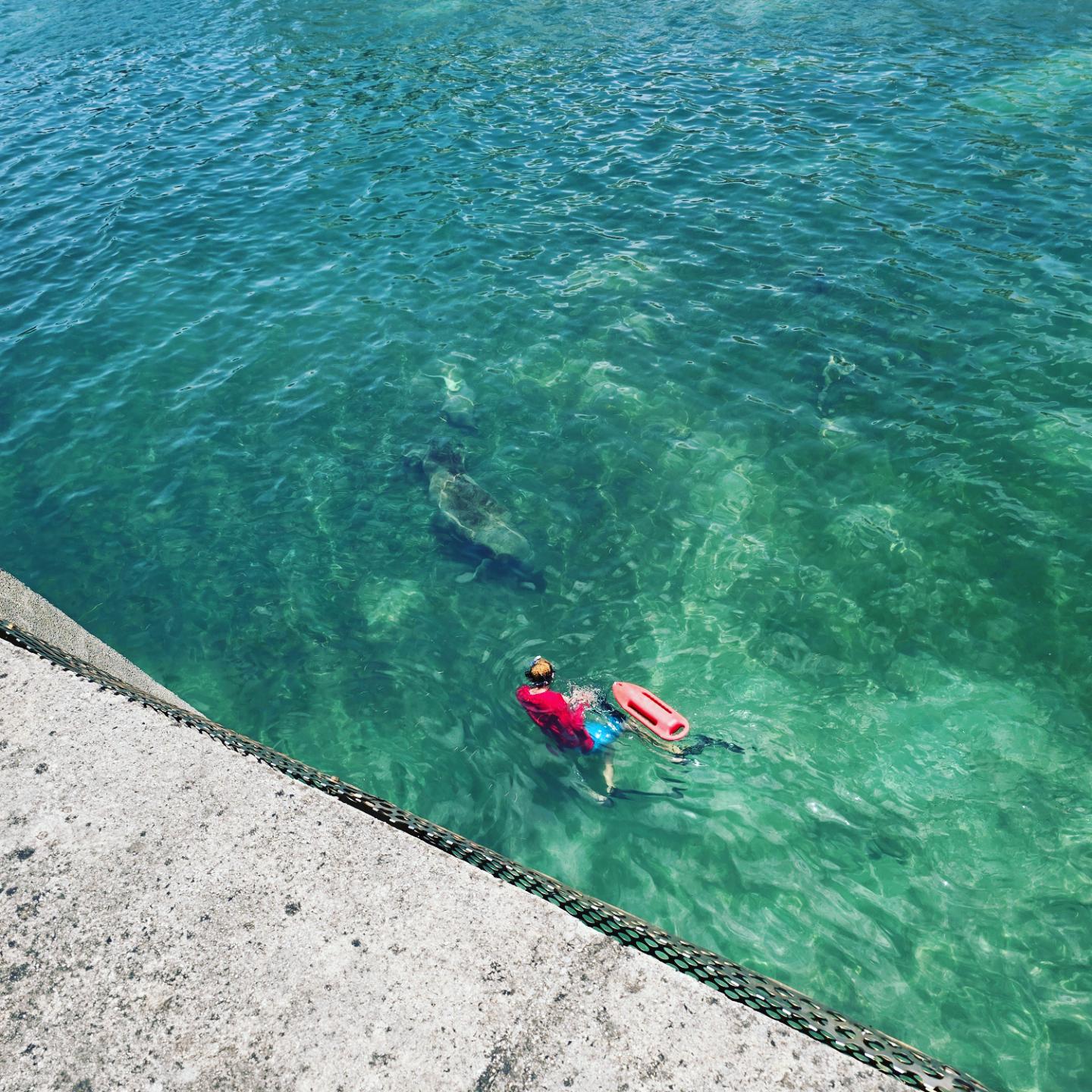 Read more about the article Snorkel with Manatees!