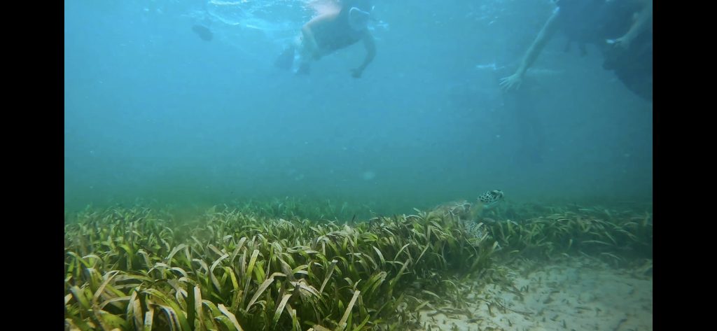 Snorkeling with turtle